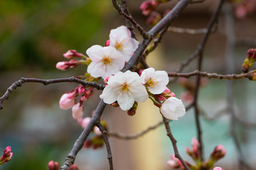 Cherry blossom in spring for background or copy space for text