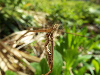 イモムシ larva