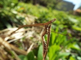 イモムシ larva
