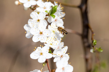 A honey bee on a cherry tree flower on sunny day in april, macro photo