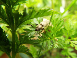 コメツキムシ click beetle