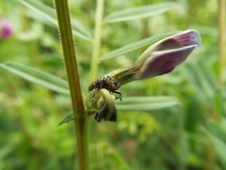 ナナホシテントウ 幼虫 larva of ladybug