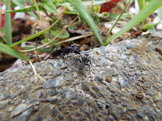 アリ ants