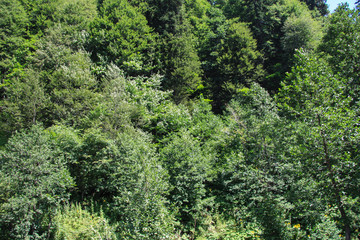 Panorama tourism in the summer. Blue sky and trees. Forest area of the natural park. Background image