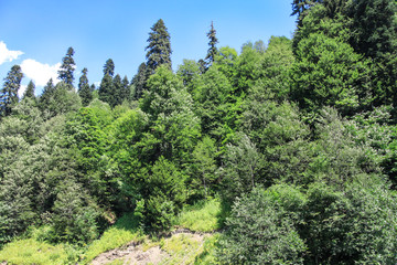 Panorama tourism in the summer. Blue sky and trees. Forest area of the natural park. Background image