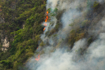 Wildfire is burning forest on the mountain.