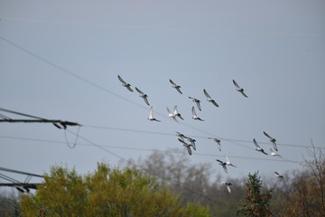 Flying pigeons in the blue sky