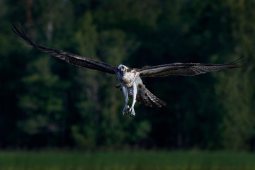 Osprey (Pandion haliaetus)