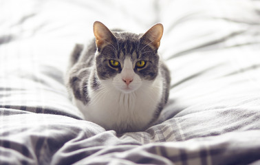 Striped grey regular cat with a wonderful bright yellow eyes sitting on gray plaid blanket, illuminated by the light.