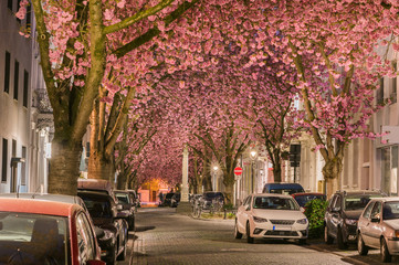 Kirschblüte bei Nacht in der Bonner Altstadt; Deutschland