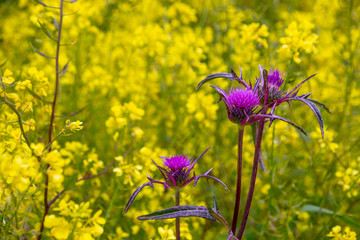 Bright purple flowers of burdock on the background of a field of yellow flowers