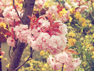 Cerisier &agrave; fleurs du japon 'Kanzan' (Prunus serrulata) &agrave; floraison abondante et spectaculaire de couleur rose framboise