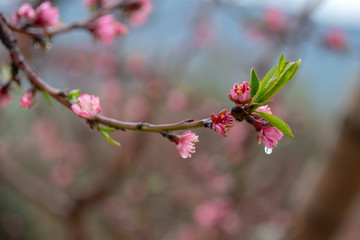 Peach pink flowers with rain drops on the petals close up on a blurred background. Galilee Mountains. Israel