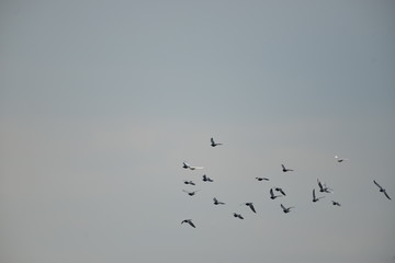 Flying pigeons in the blue sky