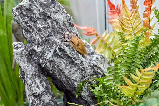 Blaberus craniifer cockroach sits on a stone among ferns
