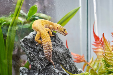 yellow lizard sitting on a stone