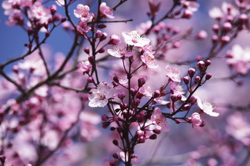 Fototapeta na wymiar Verträumtes Kirschblüten Bild, rosa und baby Blau