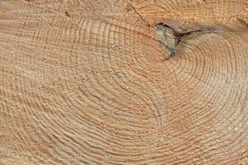 Freshly cut tree trunk