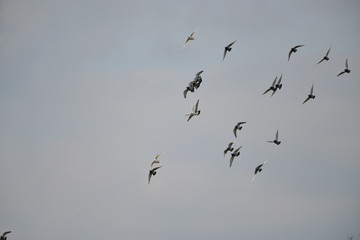 Flying pigeons in the blue sky