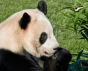 Fototapeta na wymiar Giant panda (Ailuropoda melanoleuca)
