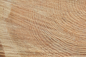 Freshly cut tree trunk