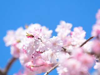 青空と桜の花