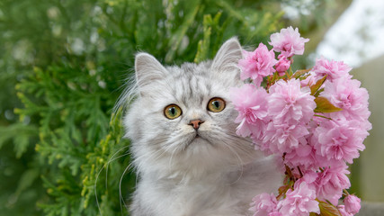 Cute British Longhair cat kitten, black-silver-spotted-tabby, portrait with pink flowering cherry blossoms in spring