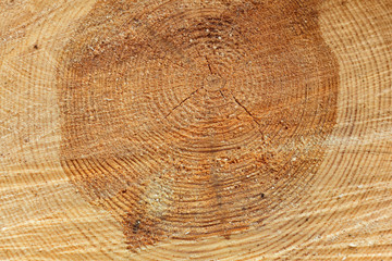Naklejka premium Freshly cut tree trunk