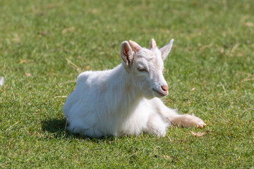 Young goat on the green pasture