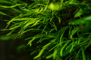 Aquarium algae, elements of flora in the aquarium. Macro of algae in aquarium.