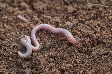 Earthworm in soil - closeup shot - Image