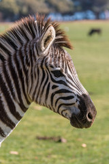 Young zebra head shot