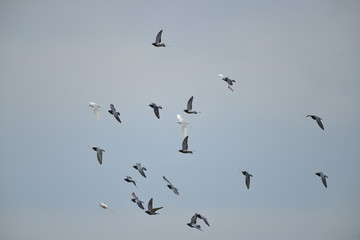 Flying pigeons in the blue sky