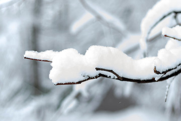 White clean snow on a tree branch close up. Frosty snowy day, large white snow. One branch.