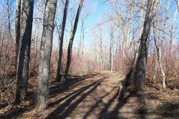 Trail In The Forest, Gold Bar Park, Edmonton, Alberta