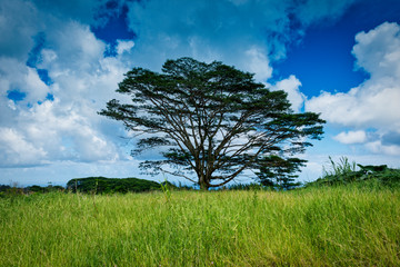 Obraz premium The beautiful and stunning landscapes and sunsets with rain forests and waterfalls on the Big Island of Hawaii for fine art photography and office decor