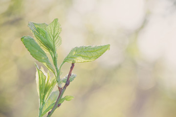Beauty of spring: closeup of blossoming plum tree