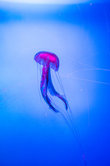 red jellyfish