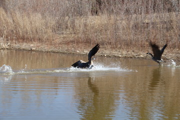 Splashdown On The Lake, Gold Bar Park, Edmonton, Alberta