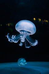 jellyfish