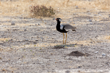 A northern black korhaan bird