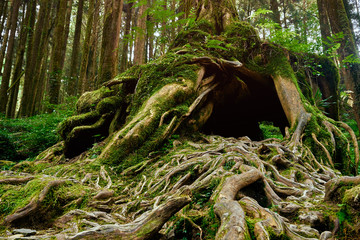 Beautiful green scenery of Giant tree in Alishan forest at Taiwan.