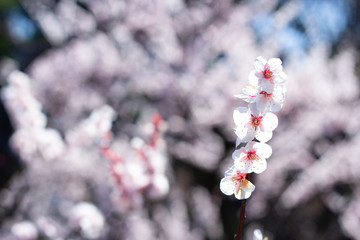 梅の花