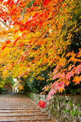 紅葉