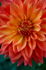 Orange Dahlia