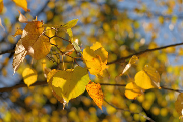 Autumn colors closeup
