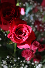 red rose