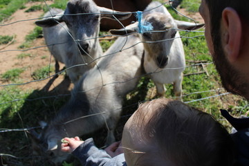 bébé et chèvres à la ferme