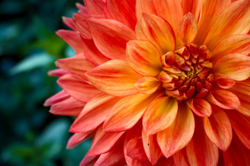 Orange Dahlia