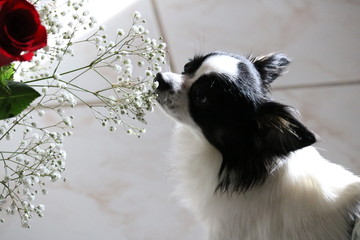 Fototapeta premium dog sniffing white flowers